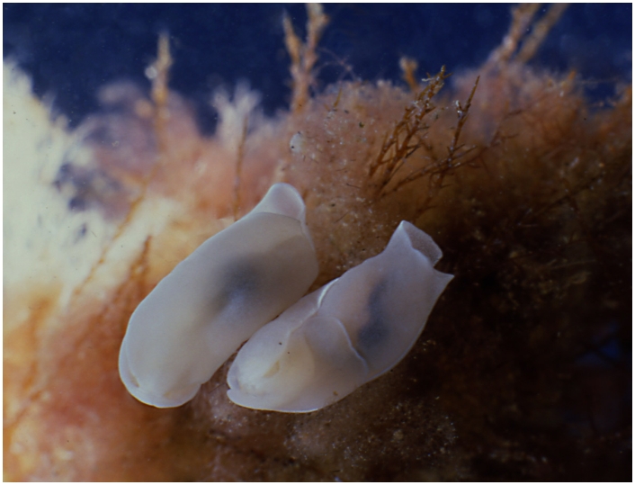 Philinopsis miqueli Pelorce, Horst & Orarau, 2013